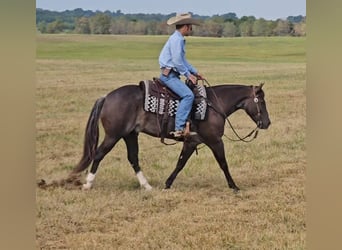 American Quarter Horse, Gelding, 4 years, 14 hh, Black