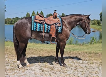 American Quarter Horse, Gelding, 4 years, 14 hh, Black