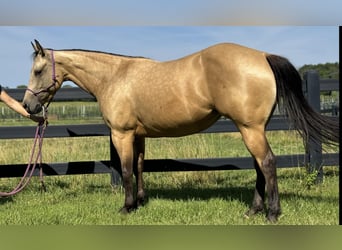 American Quarter Horse, Gelding, 4 years, 14 hh, Buckskin