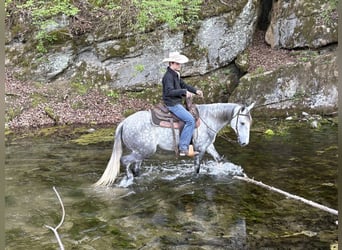 American Quarter Horse, Gelding, 4 years, 14 hh, Grey