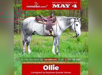 American Quarter Horse, Gelding, 4 years, 14 hh, Grey