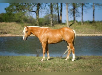 American Quarter Horse, Gelding, 4 years, 14 hh, Palomino
