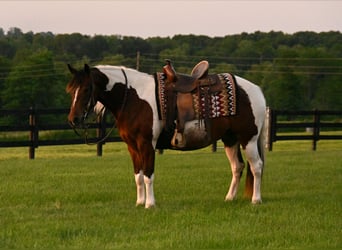 American Quarter Horse, Gelding, 4 years, 14 hh, Pinto