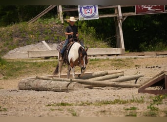 American Quarter Horse Mix, Gelding, 4 years, 14 hh, Pinto