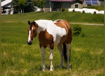 American Quarter Horse Mix, Gelding, 4 years, 14 hh, Pinto