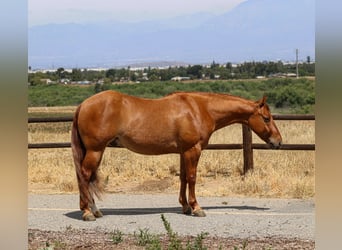 American Quarter Horse, Gelding, 4 years, 14 hh, Red Dun