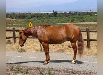 American Quarter Horse, Gelding, 4 years, 14 hh, Red Dun
