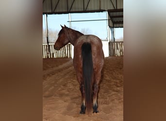 American Quarter Horse, Gelding, 4 years, 14 hh, Roan-Bay