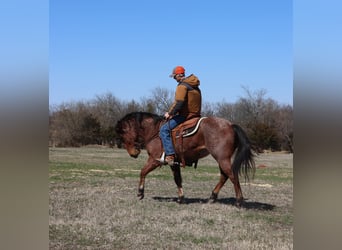American Quarter Horse, Gelding, 4 years, 14 hh, Roan-Bay