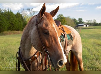 American Quarter Horse, Wallach, 4 Jahre, 14 hh, Roan-Red