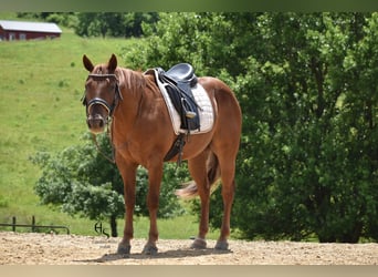American Quarter Horse, Gelding, 4 years, 14 hh, Sorrel