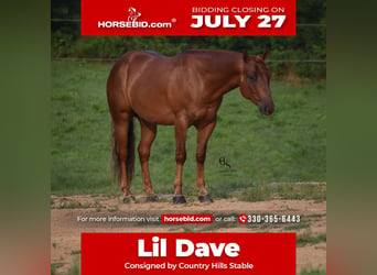 American Quarter Horse, Gelding, 4 years, 14 hh, Sorrel
