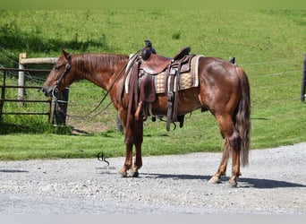 American Quarter Horse, Gelding, 4 years, 14 hh, Sorrel