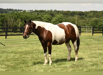 American Quarter Horse, Gelding, 4 years, 14 hh, Tobiano-all-colors