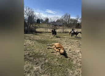 American Quarter Horse, Gelding, 4 years, 14 hh, Tobiano-all-colors
