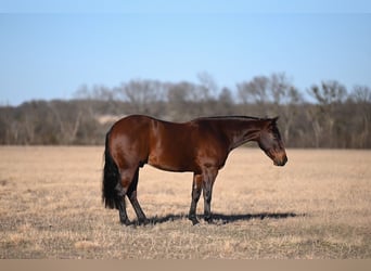 American Quarter Horse, Gelding, 4 years, 14,1 hh, Bay