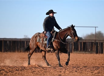 American Quarter Horse, Gelding, 4 years, 14,1 hh, Bay