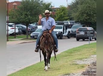 American Quarter Horse, Gelding, 4 years, 14,1 hh, Bay
