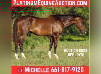 American Quarter Horse, Gelding, 4 years, 14,1 hh, Bay