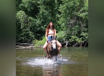 American Quarter Horse, Gelding, 4 years, 14,1 hh, Gray