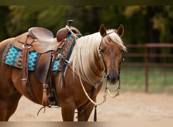 American Quarter Horse, Gelding, 4 years, 14,1 hh, Palomino