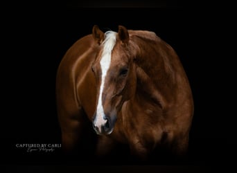 American Quarter Horse, Gelding, 4 years, 14,1 hh, Palomino