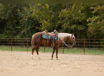 American Quarter Horse, Gelding, 4 years, 14,1 hh, Palomino