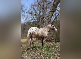 American Quarter Horse, Gelding, 4 years, 14,1 hh, Roan-Bay