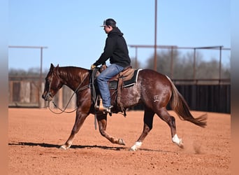 American Quarter Horse, Gelding, 4 years, 14,1 hh, Sorrel