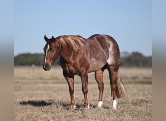 American Quarter Horse, Gelding, 4 years, 14,1 hh, Sorrel