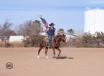 American Quarter Horse, Gelding, 4 years, 14,1 hh, Sorrel