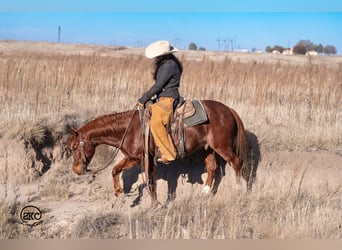 American Quarter Horse, Gelding, 4 years, 14,1 hh, Sorrel