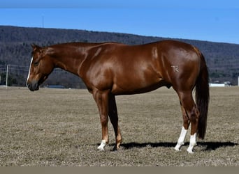 American Quarter Horse, Gelding, 4 years, 14,1 hh, Sorrel