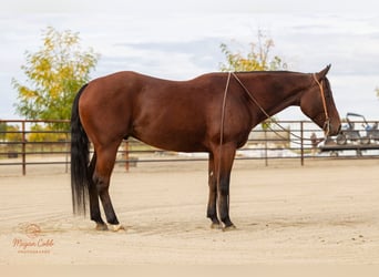 American Quarter Horse, Gelding, 4 years, 14,2 hh, Bay