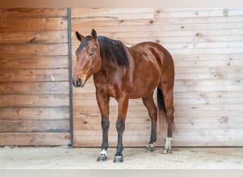 American Quarter Horse, Gelding, 4 years, 14,2 hh, Bay