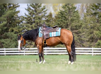 American Quarter Horse, Gelding, 4 years, 14,2 hh, Bay