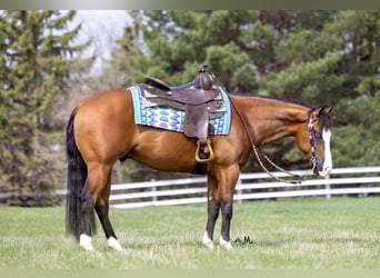 American Quarter Horse, Gelding, 4 years, 14,2 hh, Bay