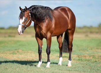 American Quarter Horse, Gelding, 4 years, 14,2 hh, Bay