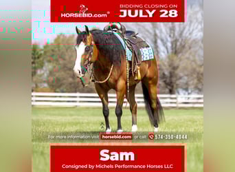 American Quarter Horse, Gelding, 4 years, 14,2 hh, Bay