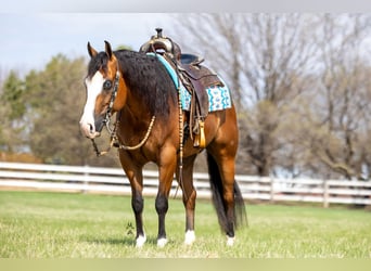 American Quarter Horse, Gelding, 4 years, 14,2 hh, Bay