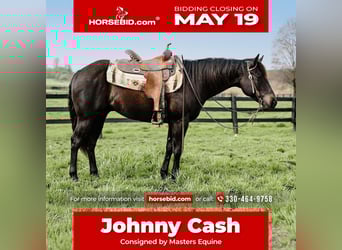 American Quarter Horse, Gelding, 4 years, 14,2 hh, Black