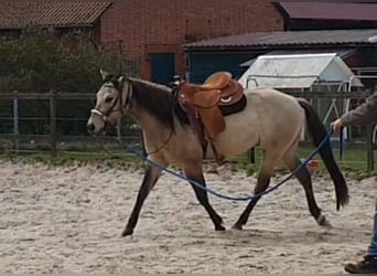 American Quarter Horse, Gelding, 4 years, 14,2 hh, Buckskin