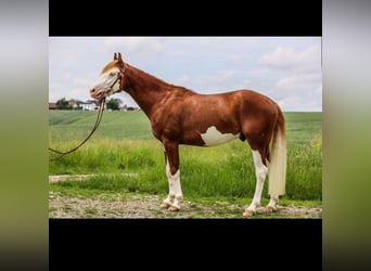 American Quarter Horse, Gelding, 4 years, 14,2 hh, Chestnut-Red