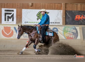 American Quarter Horse, Gelding, 4 years, 14,2 hh, Chestnut