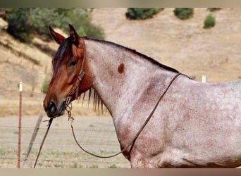 American Quarter Horse, Gelding, 4 years, 14,2 hh, Roan-Bay