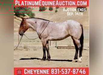 American Quarter Horse, Gelding, 4 years, 14,2 hh, Roan-Bay
