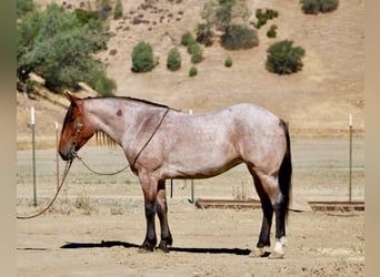 American Quarter Horse, Gelding, 4 years, 14,2 hh, Roan-Bay