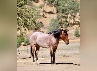 American Quarter Horse, Gelding, 4 years, 14,2 hh, Roan-Bay