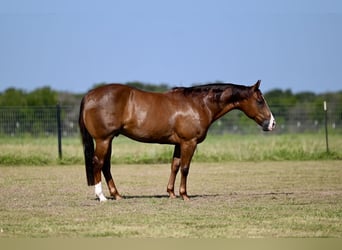 American Quarter Horse, Gelding, 4 years, 14,2 hh, Sorrel
