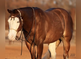 American Quarter Horse, Gelding, 4 years, 14,2 hh, Sorrel